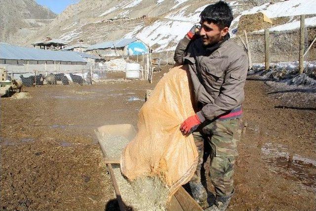 Hakkari’de Kuzulama Mevsimi Başladı