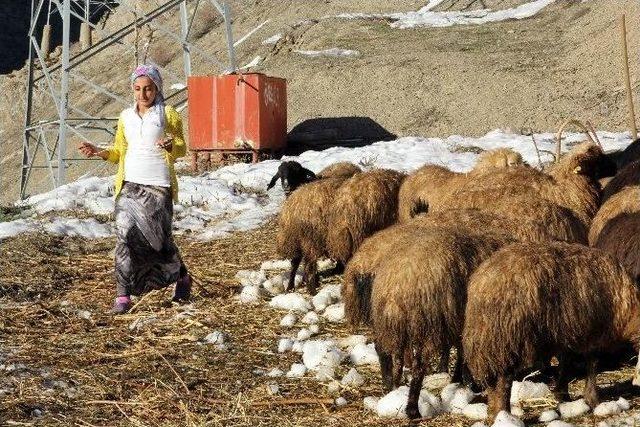 Hakkari’de Kuzulama Mevsimi Başladı