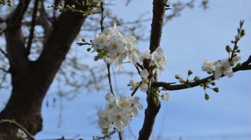 Meyveler Kış Ortasında &Ccedil;i&ccedil;ek A&ccedil;tı