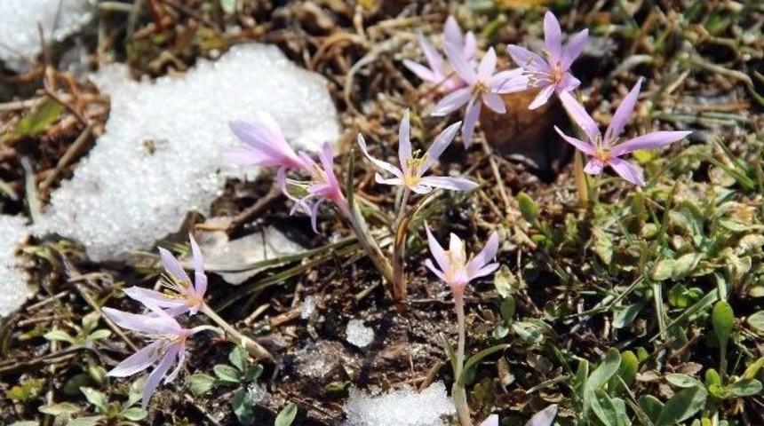 Oltu&rsquo;ya İlkbahar Geldi