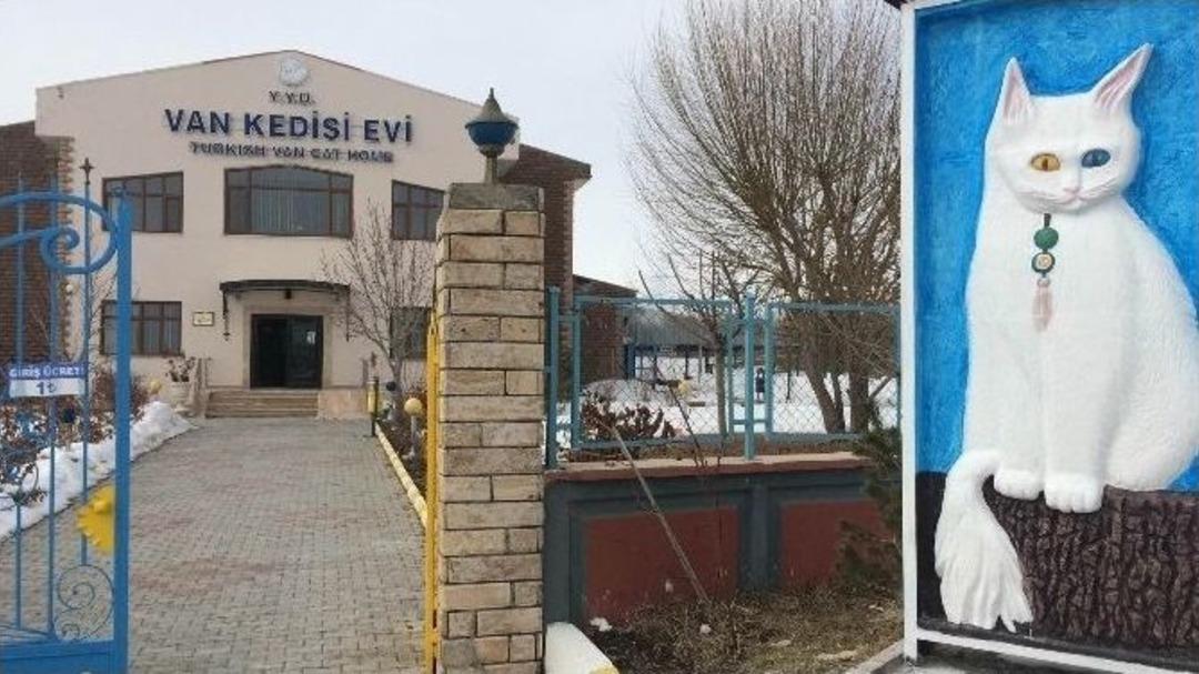 2016&rsquo;nın İlk Yavru Van Kedileri D&uuml;nyaya Geldi