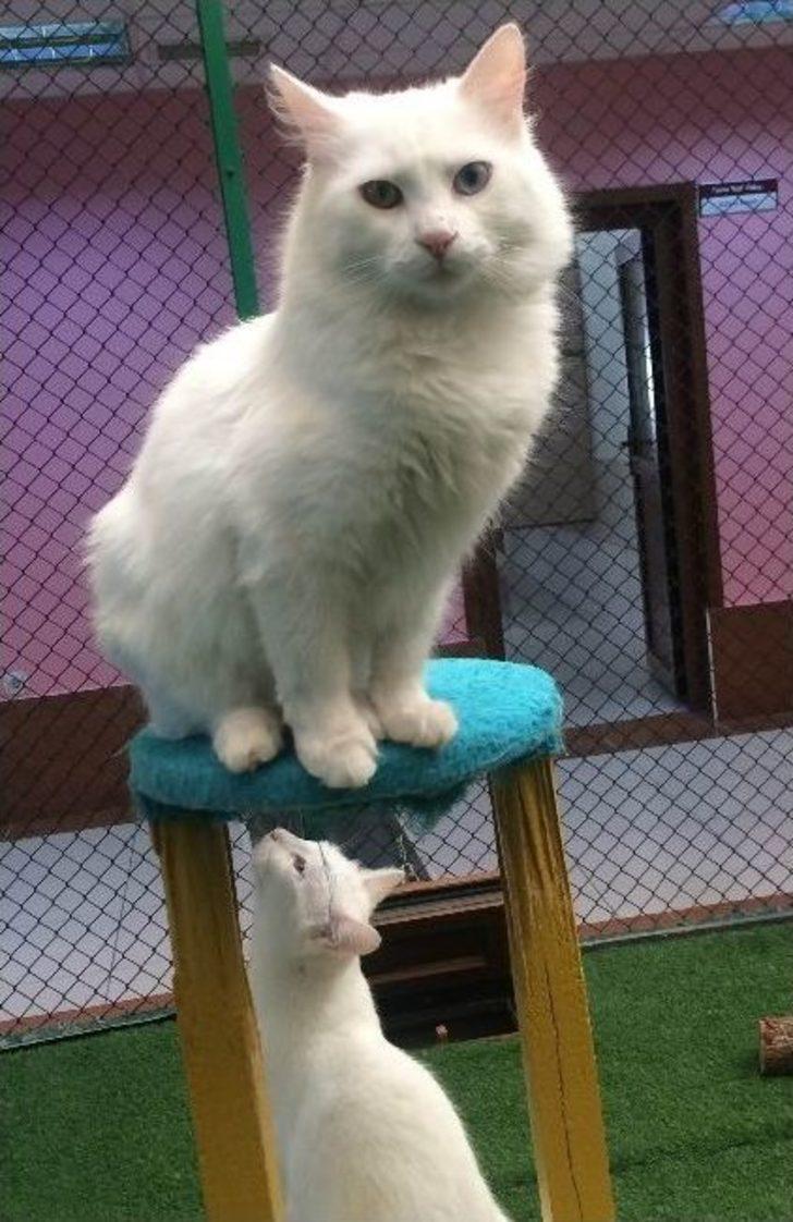 2016’nın İlk Yavru Van Kedileri Dünyaya Geldi G1