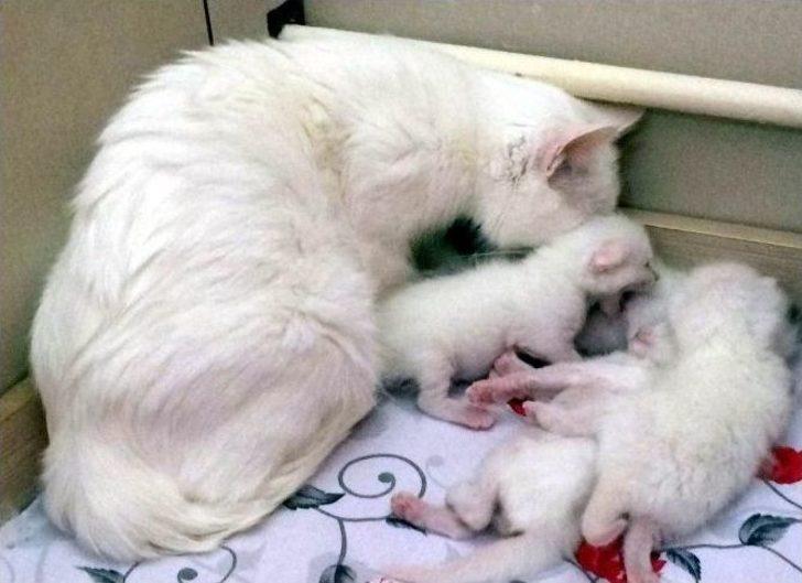 2016’nın İlk Yavru Van Kedileri Dünyaya Geldi G2