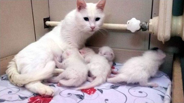 2016’nın İlk Yavru Van Kedileri Dünyaya Geldi G5