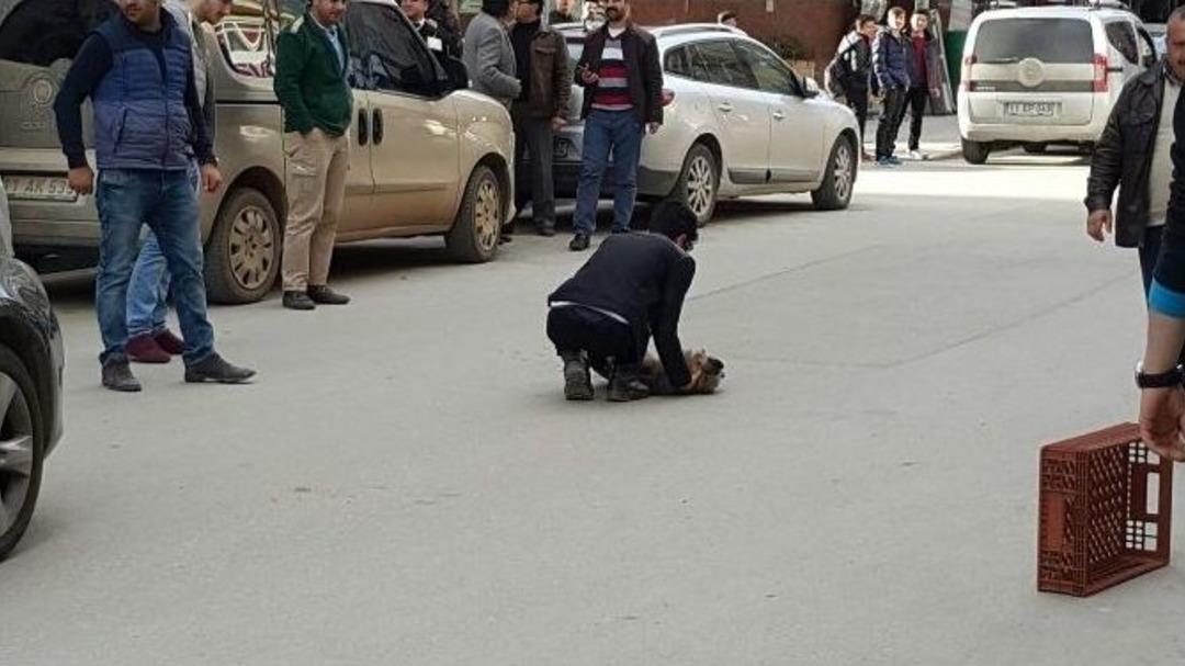 (&ouml;zel Haber) Sahibinin G&ouml;zleri &Ouml;n&uuml;nde Can Verdi