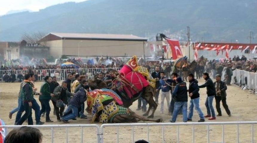 Yılın En İddialı Deve G&uuml;reşi S&ouml;ke&rsquo;de Ger&ccedil;ekleşecek