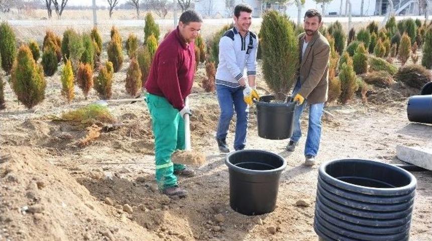 Karaman Belediyesi Fidanlığında Yaz Hazırlığı Başladı