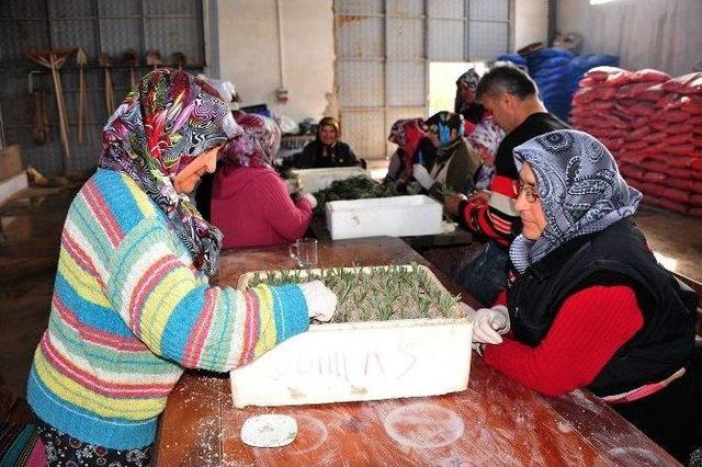 Karaman Belediyesi Fidanlığında Yaz Hazırlığı Başladı