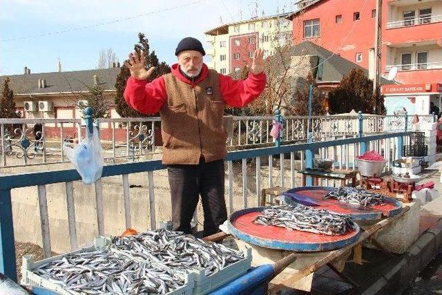 Hamsi Fakir Balığı Oldu