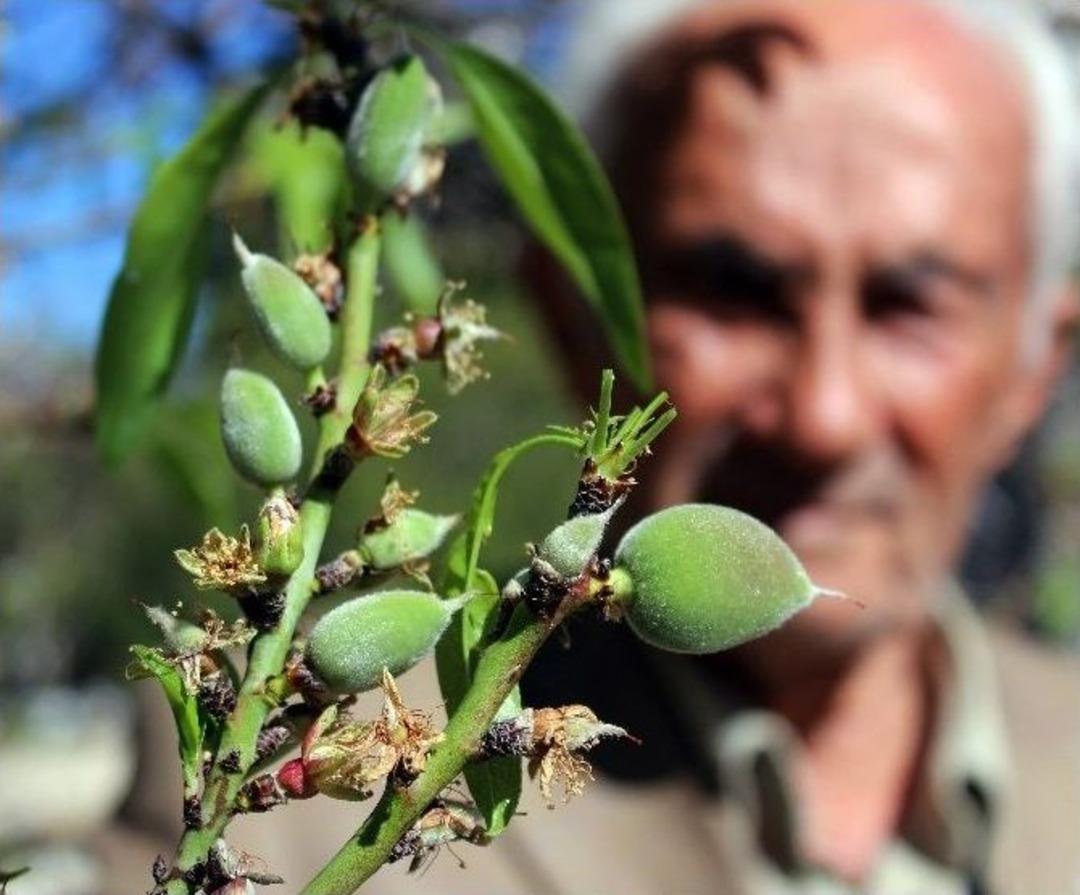 Dat&ccedil;a Bademi &Ccedil;ıktı