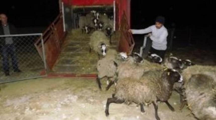 Seydişehir&rsquo;e Ukrayna&rsquo;dan Romanov Cinsi Koyun Getirildi