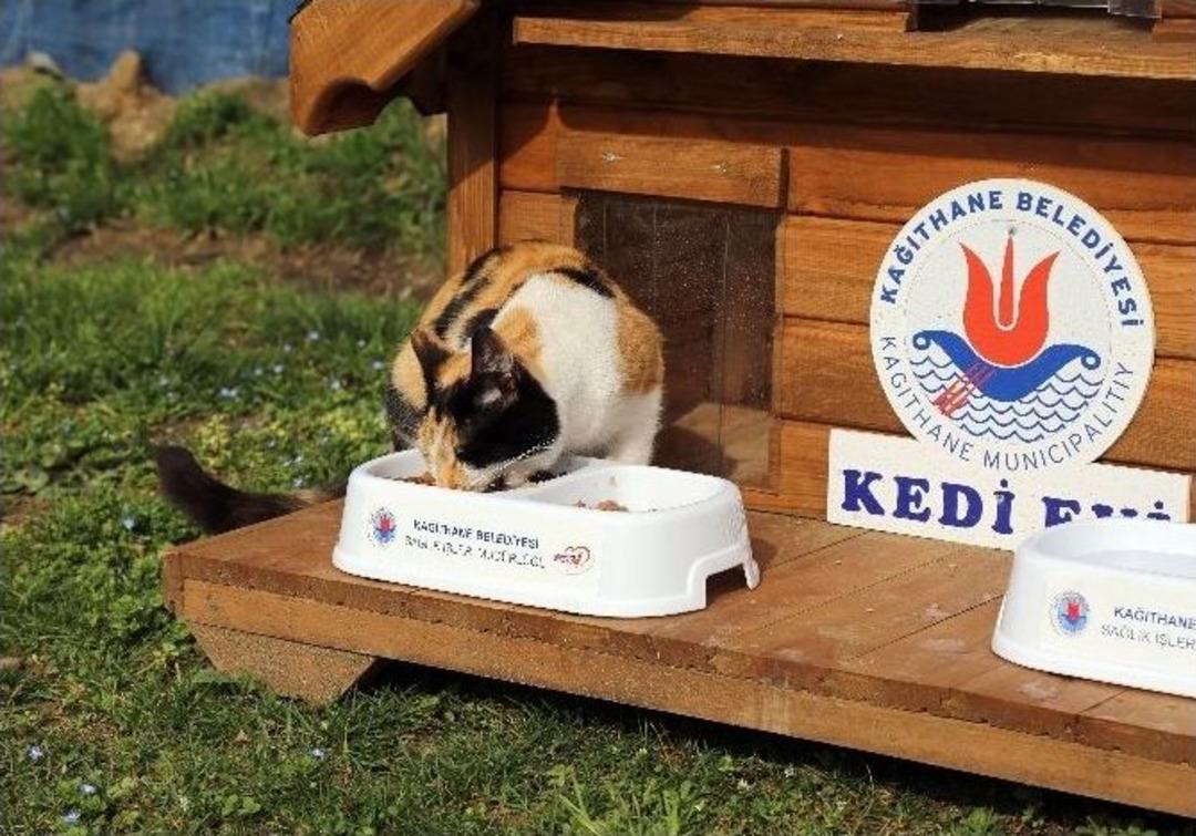 17 Şubat D&uuml;nya Kediler G&uuml;n&uuml; Kağıthane&rsquo;de Kutlandı