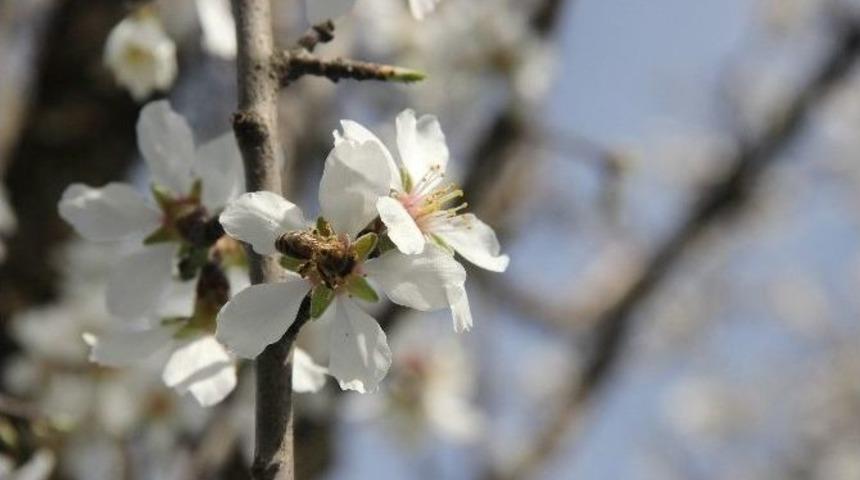 Edirne&rsquo;de Ağa&ccedil;lar Yalancı Bahara Aldandı