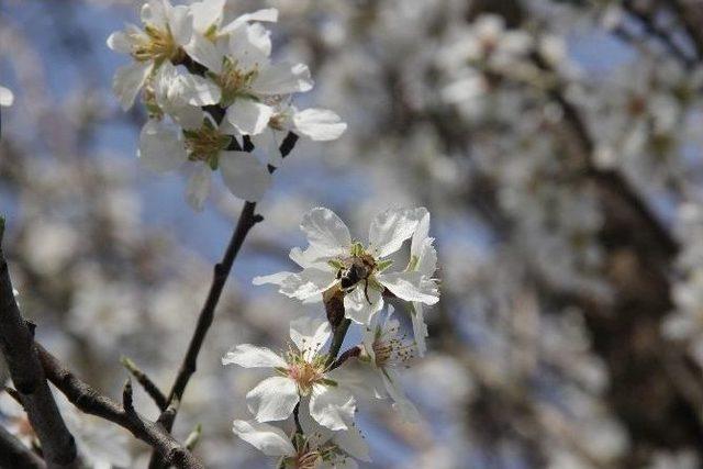 Edirne’de Ağaçlar Yalancı Bahara Aldandı