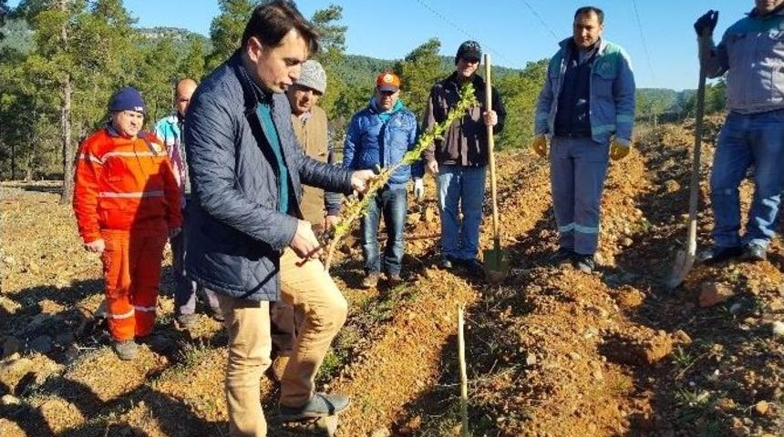 Marmaris&rsquo;te Sakız Ormanı Kuruldu