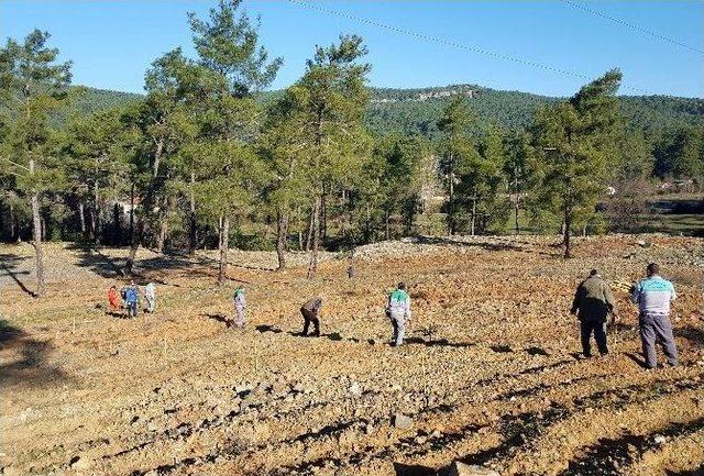 Marmaris’te Sakız Ormanı Kuruldu