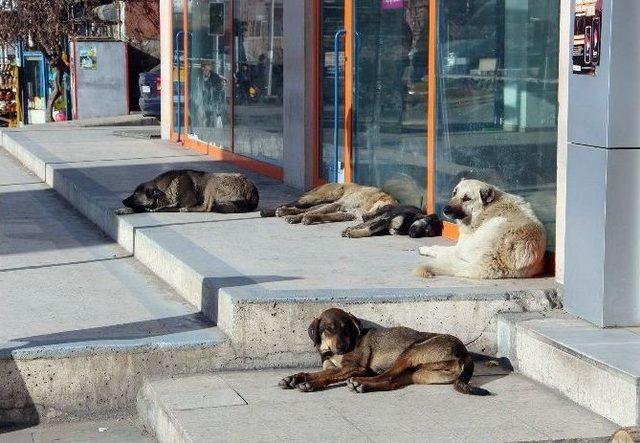 Oltu’da Sokak Köpekleri Korku Saçıyor