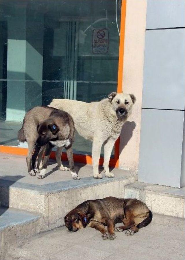 Oltu’da Sokak Köpekleri Korku Saçıyor