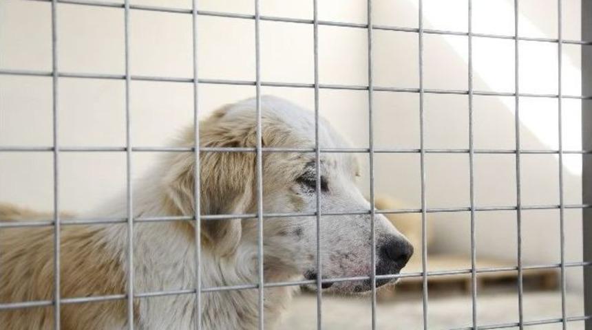 Banaz Belediyesi Hayvan Bakımevi Faaliyete Ge&ccedil;ti