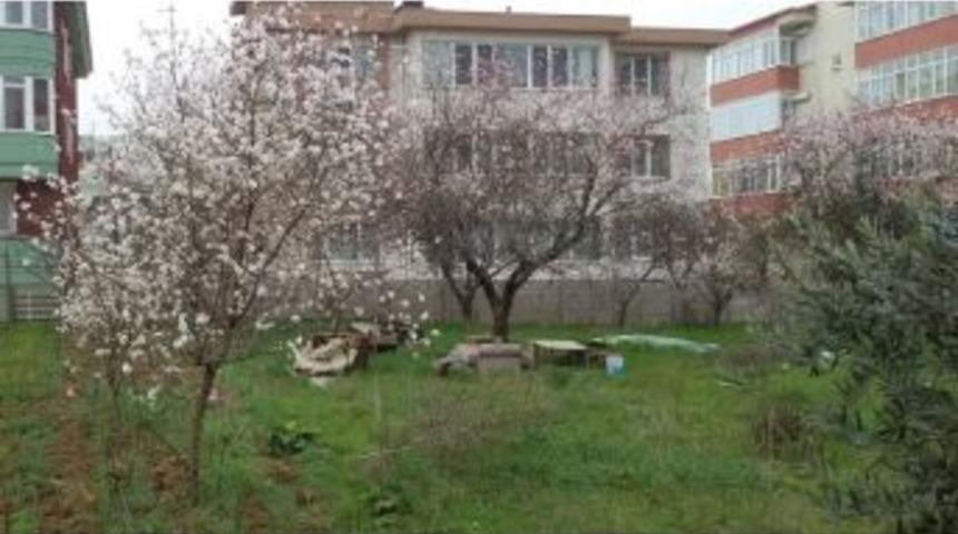 Bandırma&rsquo;da Kış Ortasında Ağa&ccedil;lar &Ccedil;i&ccedil;ek A&ccedil;tı