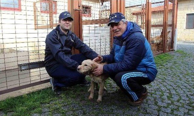 Bir Yılda 4 Bin 525 Sokak Köpeği Tedavi Edildi