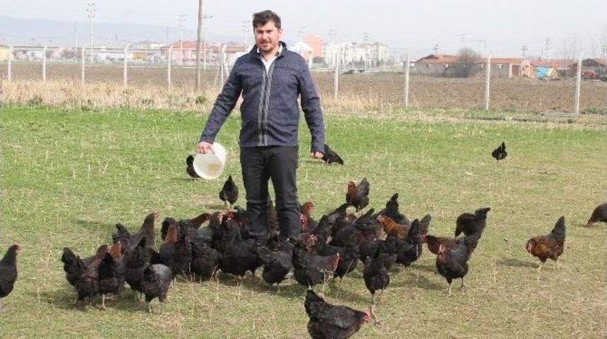 Organik Yumurtaya B&uuml;y&uuml;k İlgi