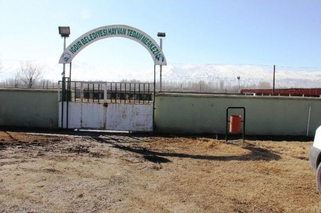 Yaralı Yavru K&ouml;pek İ&ccedil;in Ekipler Seferber Oldu