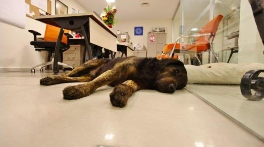 Sevimli Dostlar Bu Avm&rsquo;yi &Ccedil;ok Seviyor