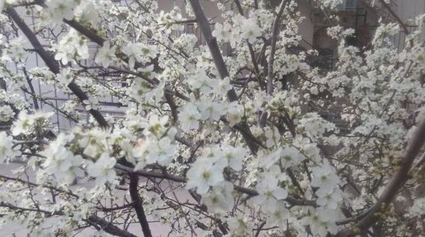 G&uuml;neşe Aldanan Erikler &Ccedil;i&ccedil;ek A&ccedil;tı