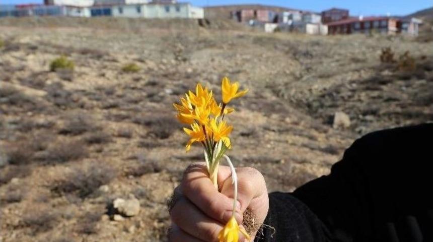 Yozgat&rsquo;ta Baharın M&uuml;jdecisi &Ccedil;iğdemler &Ccedil;ıktı