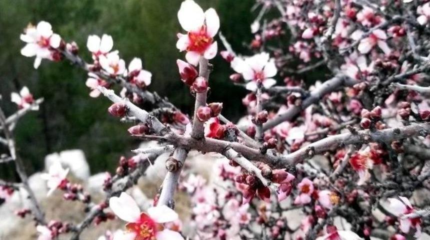 Bademler &Ccedil;i&ccedil;ek A&ccedil;tı