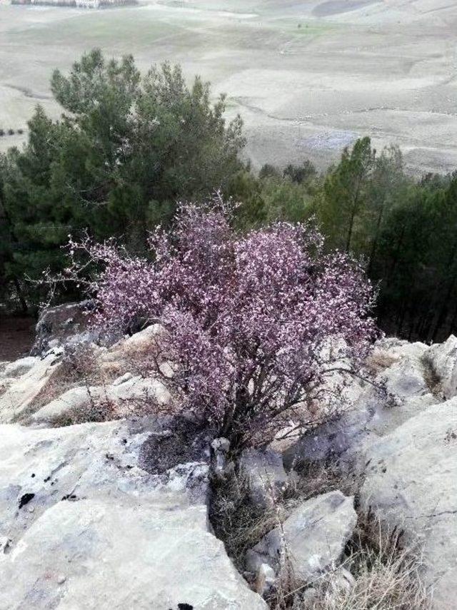 Bademler Çiçek Açtı