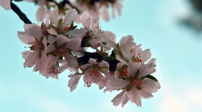 İzmir&rsquo;de Yalancı Bahara Aldanan Ağa&ccedil;lar &Ccedil;i&ccedil;ek A&ccedil;tı