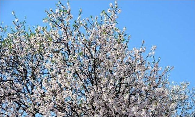 İzmir’de Yalancı Bahara Aldanan Ağaçlar Çiçek Açtı