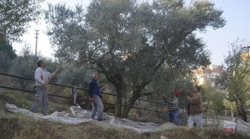 Parklardaki Zeytinler Yağ Olarak Fukaranın Sofrasında