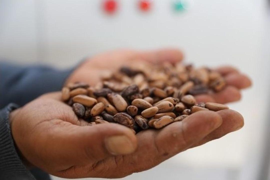 T&uuml;rkiye&rsquo;nin Fidan Ve Tohumları Manisa&rsquo;dan