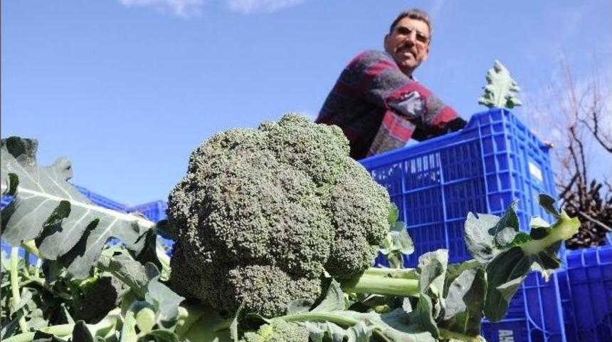 Alternatif Sebzenin Sultanı Brokoli