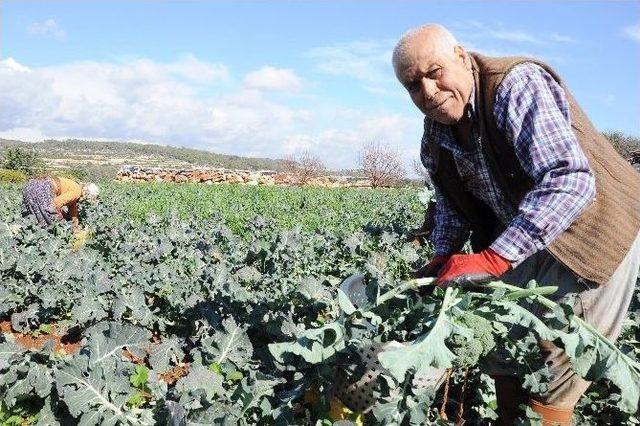 Alternatif Sebzenin Sultanı Brokoli