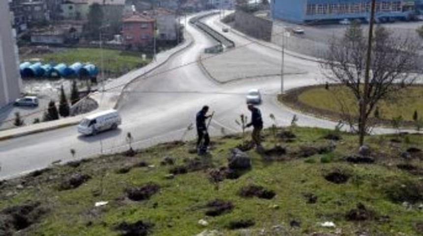 Karab&uuml;k Belediyesinden Fidan Dikimi