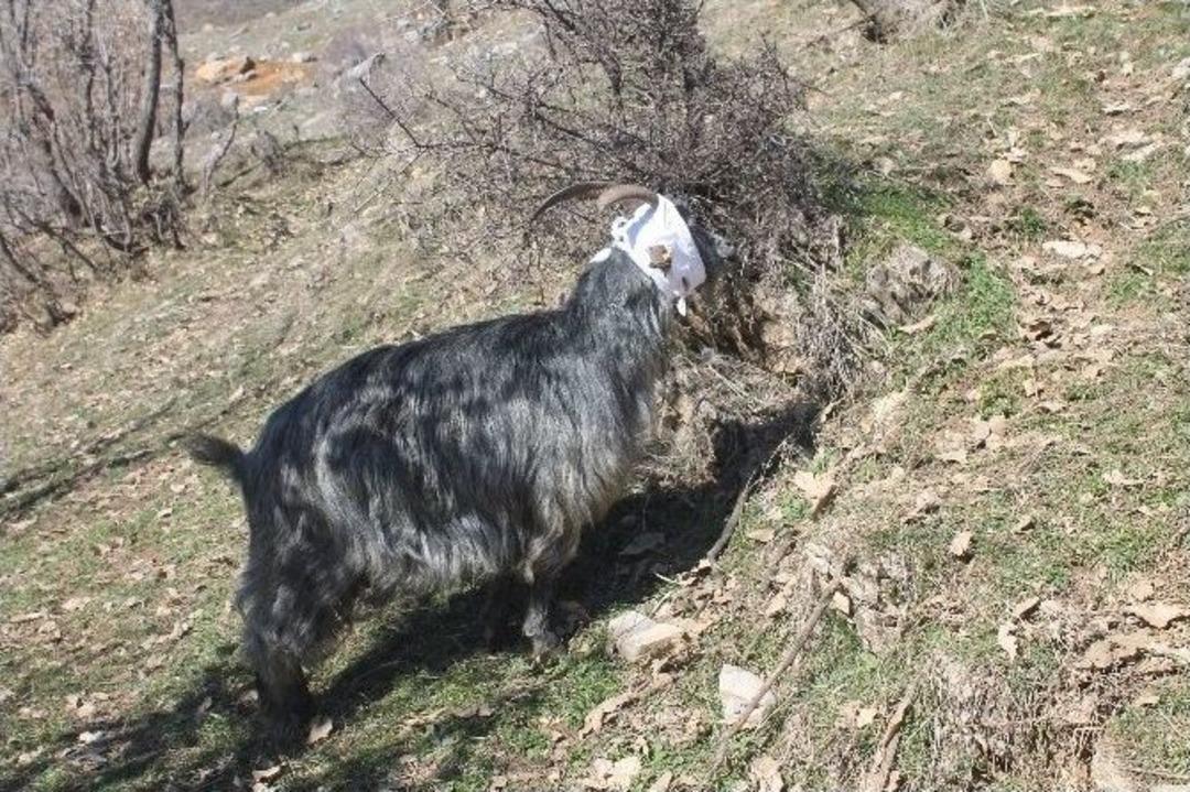 Kurt S&uuml;r&uuml;s&uuml; K&ouml;ye İndi, 35 Ke&ccedil;i Telef Oldu