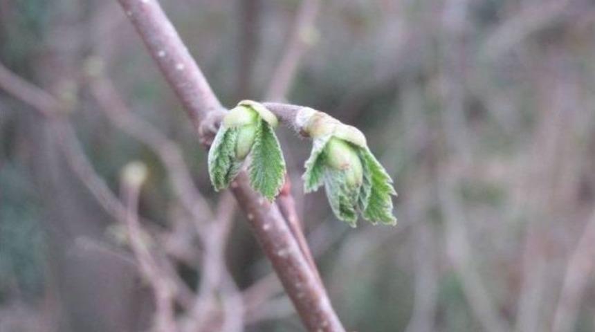 Yalancı Bahar Fındık &Uuml;reticilerini Endişelendiriyor