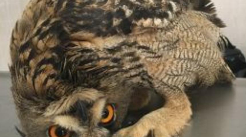 Yaralı B&uuml;y&uuml;k Kulaklı Orman Baykuşu Hayvan Hastanesinde Tedavi Altına Alındı