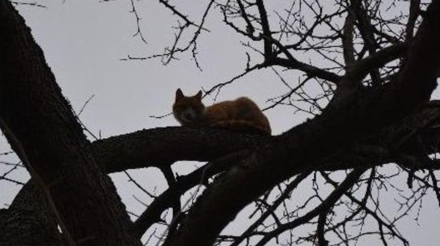 &Uuml;&ccedil; G&uuml;nd&uuml;r Beklediği Ağa&ccedil;tan İtfaiye Ekiplerini G&ouml;r&uuml;nce İndi