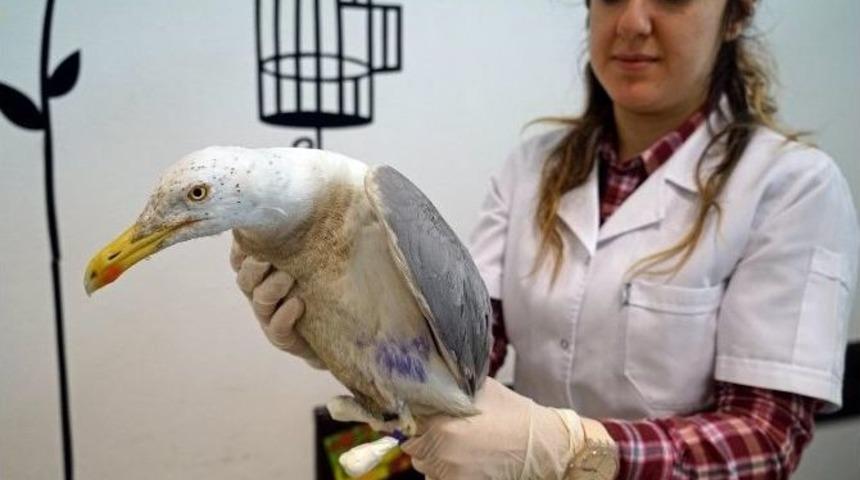 U&ccedil;abilecek, Ama Y&uuml;r&uuml;yemeyecek