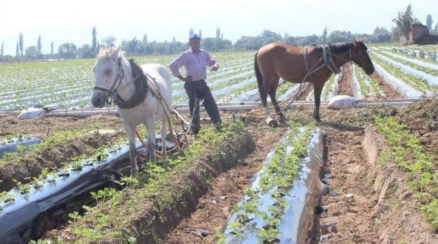Efeler Ziraat Odasından &Ccedil;ift&ccedil;ilere Uyarı
