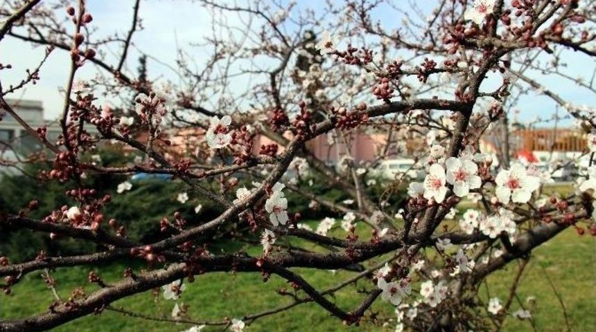 Fındık Ve Meyveleri Bekleyen Büyük Tehlike