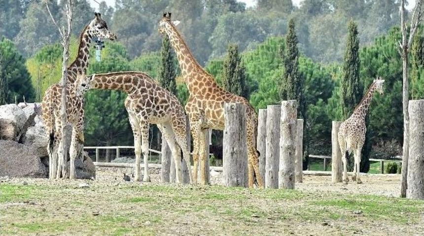 Doğal Yaşam Parkı&rsquo;nın "altın Kızları"