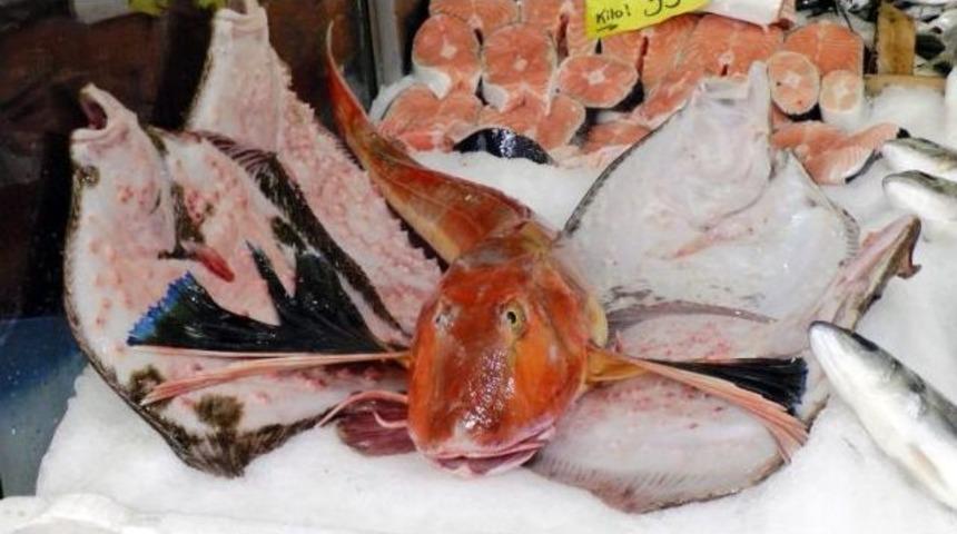 Karadeniz&rsquo;de Kırlangı&ccedil; Balığı