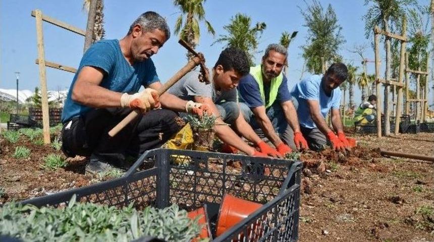 Expo Alanının Zemini 1,5 Milyon &Ccedil;i&ccedil;ekle &Ouml;rt&uuml;lecek