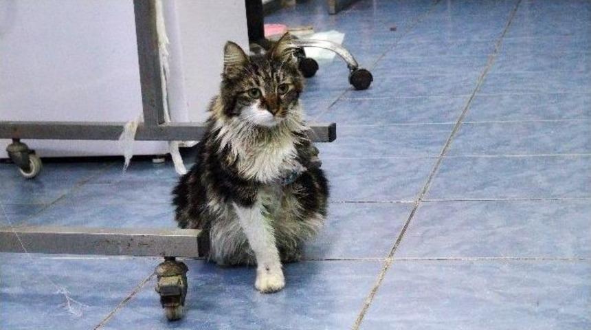 &lsquo;tekir&rsquo; Yavruları İ&ccedil;in Yaşama Tutundu